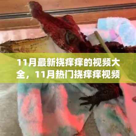 回顾与影响力,11月热门挠痒痒视频盛宴精选大放送