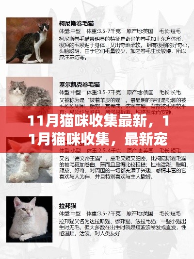 11月猫咪收集最新,11月猫咪收集,最新宠物潮流与养护秘籍