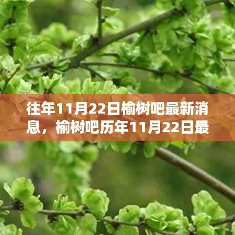 榆树吧历年11月22日消息回顾,探寻过往岁月中的印记与最新动态
