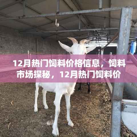 12月热门饲料价格探秘,市场走势与欢乐追踪