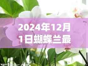 探索文学新纪元,蝴蝶兰最新小说盛宴(2024年)