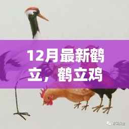 揭秘鹤立趋势,十二月最新鹤立鸡群奥秘独领风骚的潮流风采