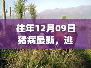 猪病背后的宁静美景,一场心灵之旅与每年的12月09日猪病最新动态探索