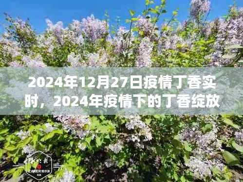 2024年疫情下的丁香绽放,实时追踪与希望展望