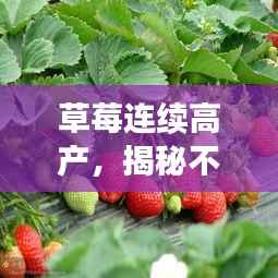 草莓连续高产，揭秘不断结果的秘密！