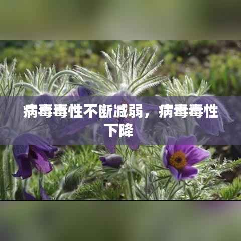 病毒毒性不断减弱,病毒毒性下降