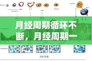月经周期循环不断,月经周期一直不稳定的原因