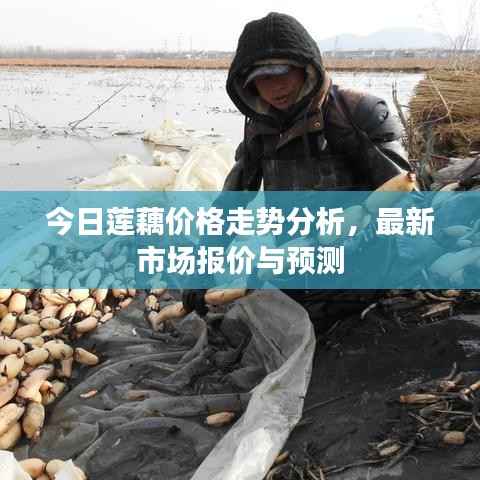 今日莲藕价格走势分析,最新市场报价与预测