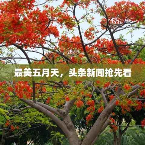 最美五月天,头条新闻抢先看