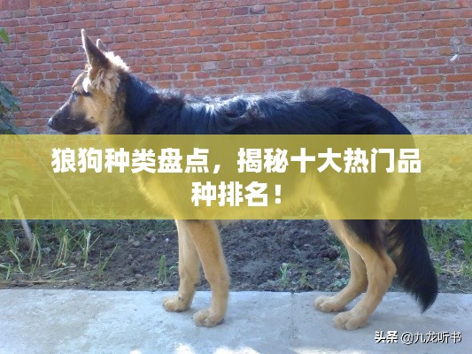 狼狗种类盘点,揭秘十大热门品种排名!
