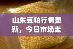山东豆粕行情更新,今日市场走势及最新消息