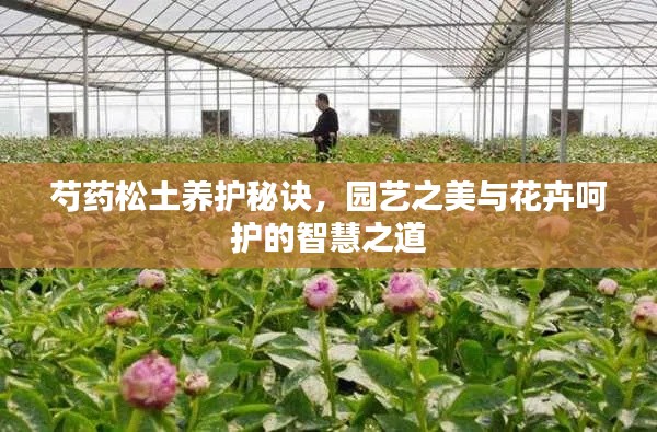 芍药松土养护秘诀,园艺之美与花卉呵护的智慧之道