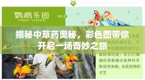 揭秘中草药奥秘,彩色图带你开启一场奇妙之旅