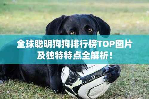 全球聪明狗狗排行榜TOP图片及独特特点全解析!