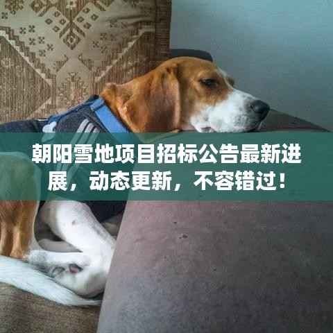 朝阳雪地项目招标公告最新进展，动态更新，不容错过！