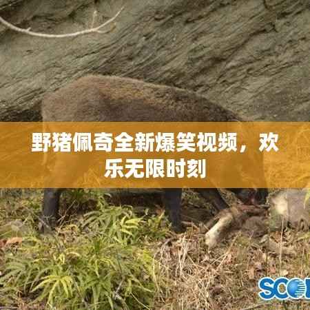 野猪佩奇全新爆笑视频,欢乐无限时刻