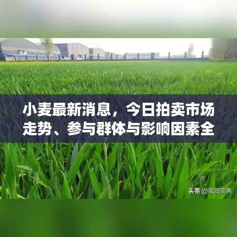 小麦最新消息，今日拍卖市场走势、参与群体与影响因素全解析