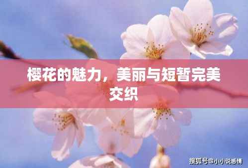 樱花的魅力,美丽与短暂完美交织