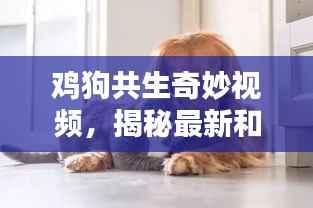 鸡狗共生奇妙视频,揭秘最新和谐共处画面
