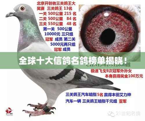 全球十大信鸽名鸽榜单揭晓！