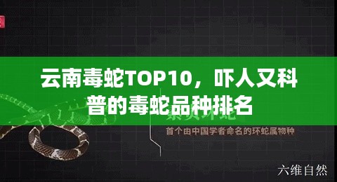 云南毒蛇TOP10,吓人又科普的毒蛇品种排名