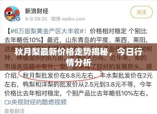 秋月梨最新价格走势揭秘,今日行情分析