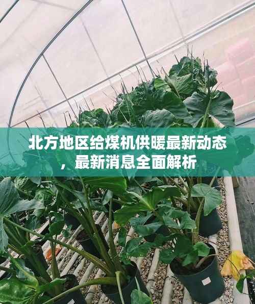 北方地区给煤机供暖最新动态,最新消息全面解析